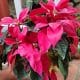 Poinsettia Large1