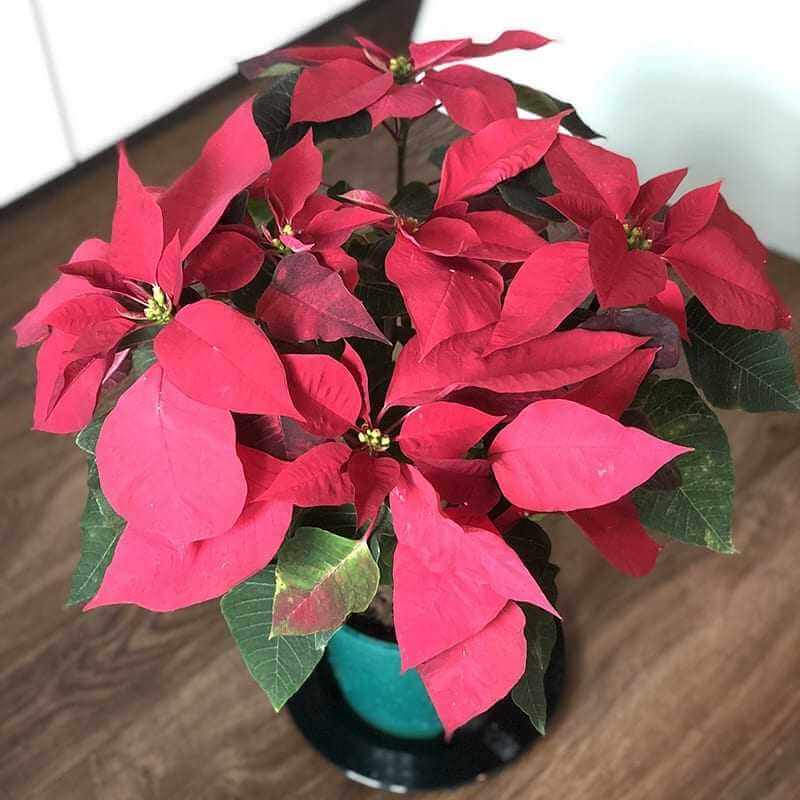 Poinsettia Large5