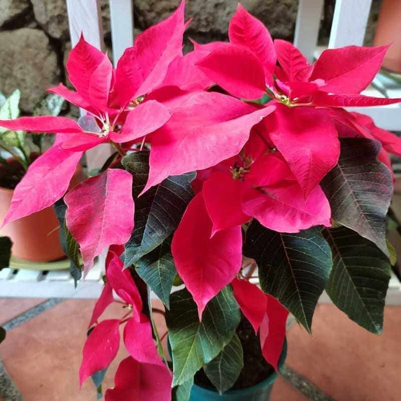 Poinsettia Medium1