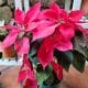 Poinsettia Medium1