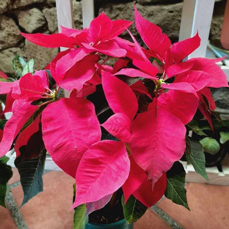 Poinsettia Medium3