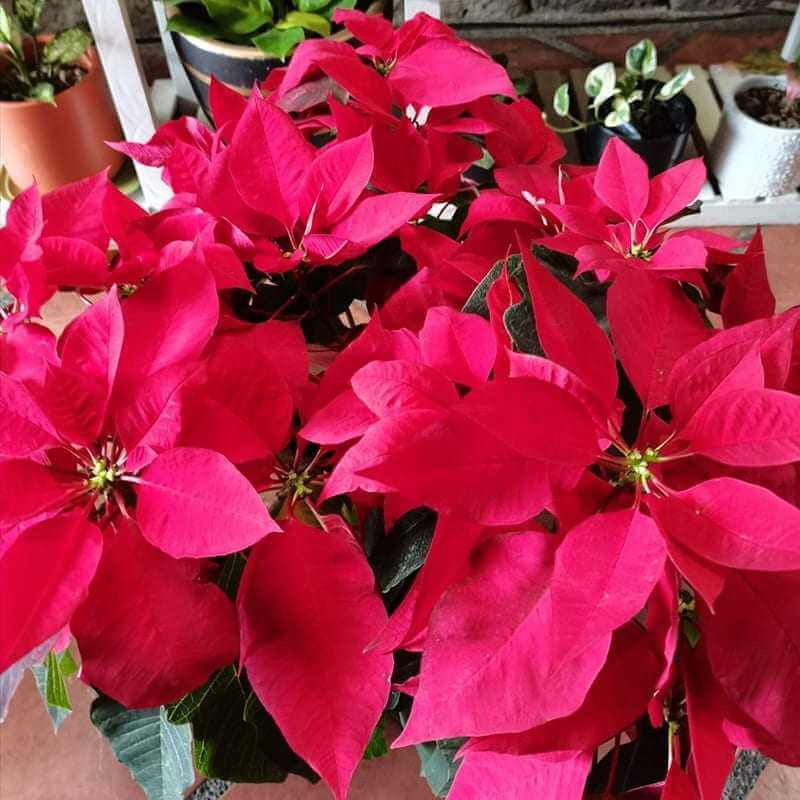 Poinsettia Mother Plant Medium1