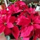 Poinsettia Mother Plant Medium1