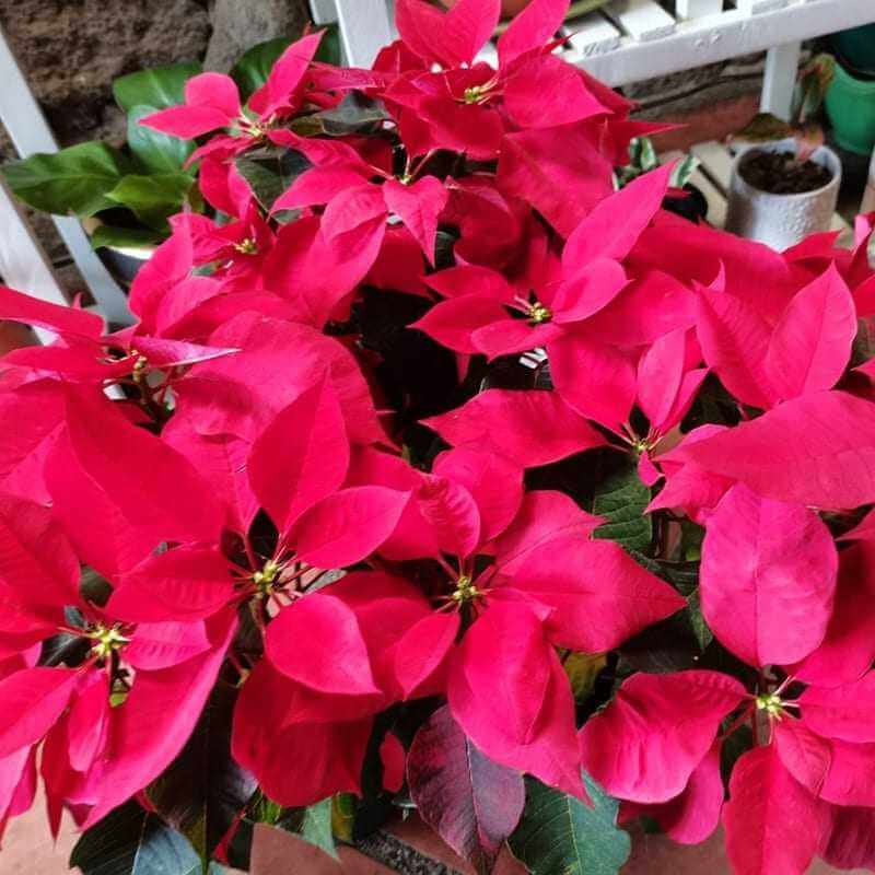 Poinsettia Mother Plant Medium2