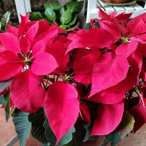 Poinsettia Mother Plant Small1