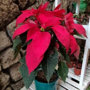 Red Poinsettia Plant