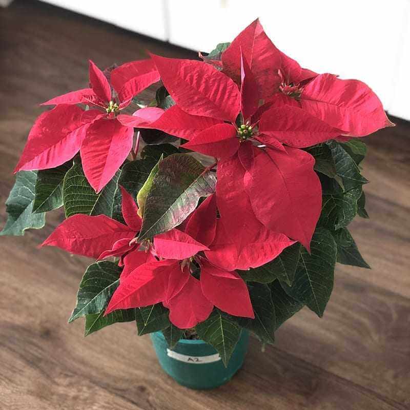 Poinsettia Small3