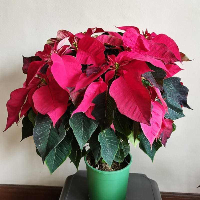 Poinsettia XL2