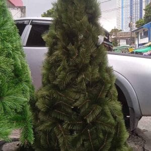 Christmas Decoration Capiz Star All about Christmas
